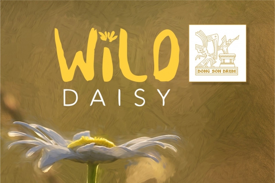 Wild Daisy - Cúc Họa Mi
